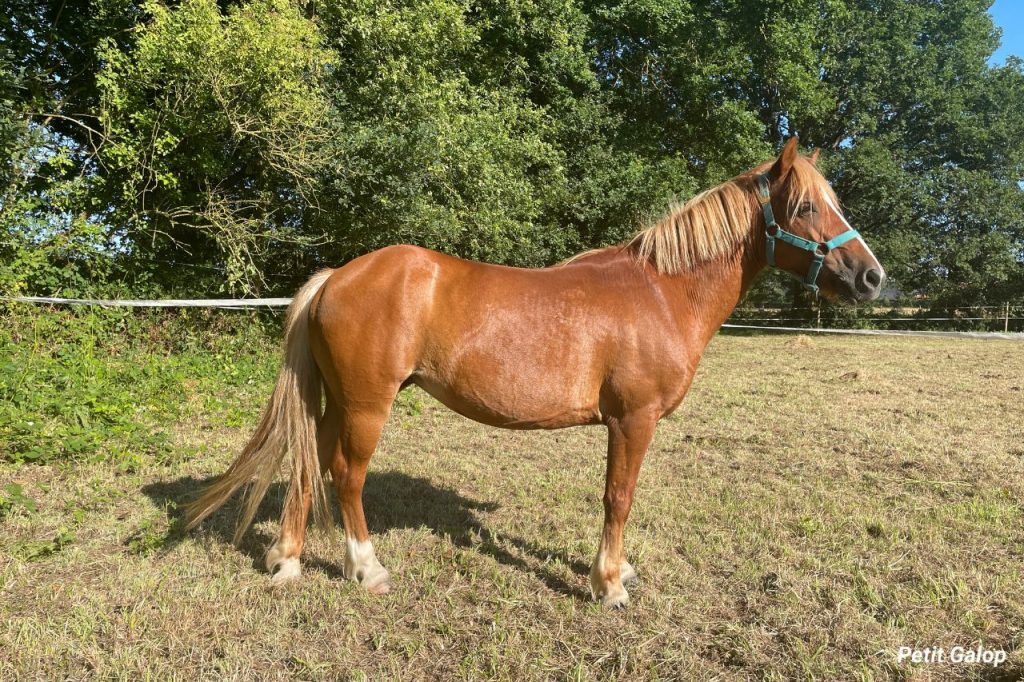 découvrez les différentes couleurs de la robe cheval et leur signification pour mieux comprendre le charme et la personnalité de chaque cheval.