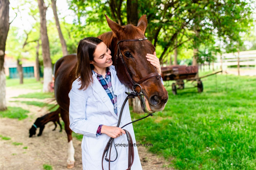 découvrez comment choisir un ostéopathe équin qualifié pour assurer le bien-être et la santé de votre cheval grâce à des soins adaptés et professionnels.