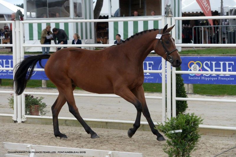 découvrez le coût réel d'un cheval en tenant compte des dépenses d'achat, d'entretien, de soins et d'équipement pour une gestion financière optimale.