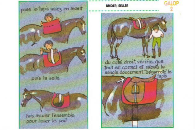 découvrez notre guide complet sur la saillie du cheval, incluant les meilleures pratiques, conseils pour la reproduction équine et tout ce qu'il faut savoir pour réussir.