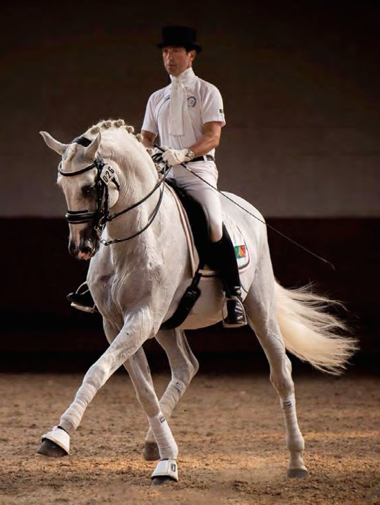 découvrez les compétences essentielles et le quotidien d'un cavalier professionnel, entre passion, entraînement et soins du cheval.