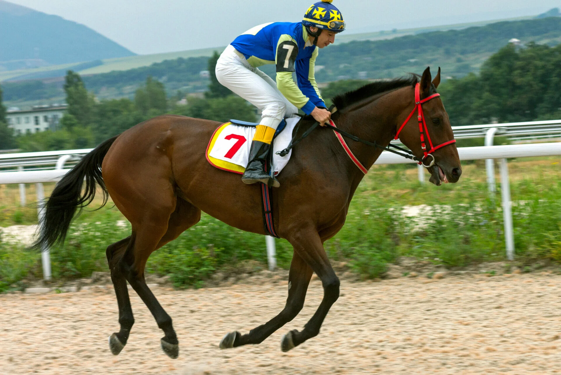 découvrez le métier de démuro jockey : ses rôles essentiels, les compétences requises et les qualités pour réussir dans cette profession passionnante du monde hippique.