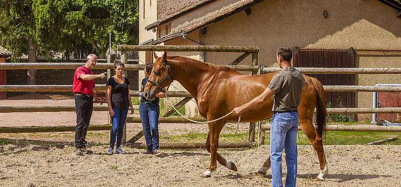 découvrez les étapes clés pour réussir la vente de votre cheval efficacement et en toute sérénité.