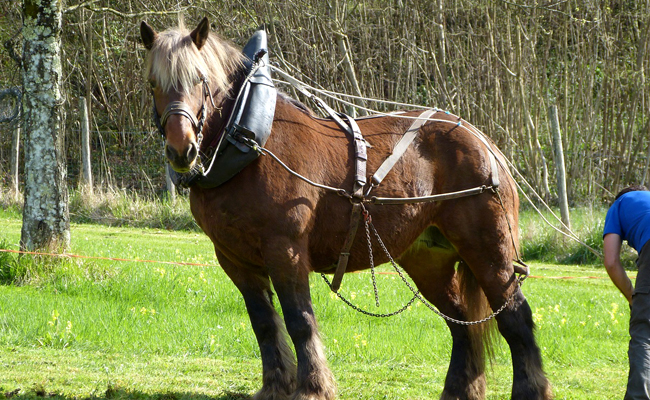 découvrez la vitesse maximale des chevaux et les facteurs influençant leurs performances, tels que la race, l'entraînement et les conditions environnementales.