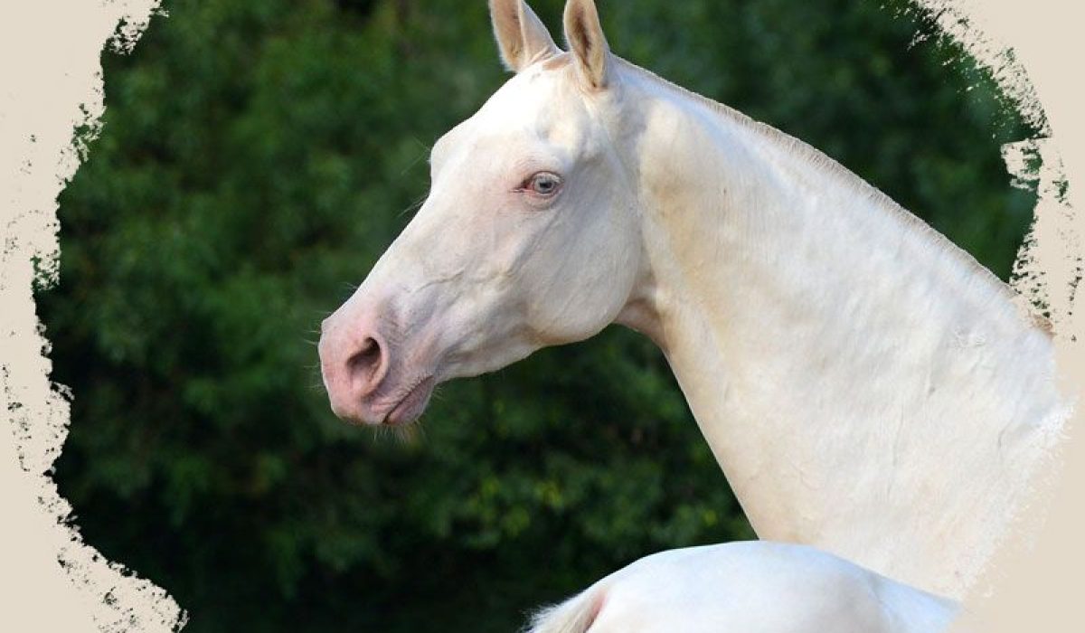 découvrez le cheval akhal-teke, une race exceptionnelle réputée pour sa beauté éclatante, son élégance et son endurance légendaire. apprenez tout sur ce cheval unique au patrimoine historique fascinant.