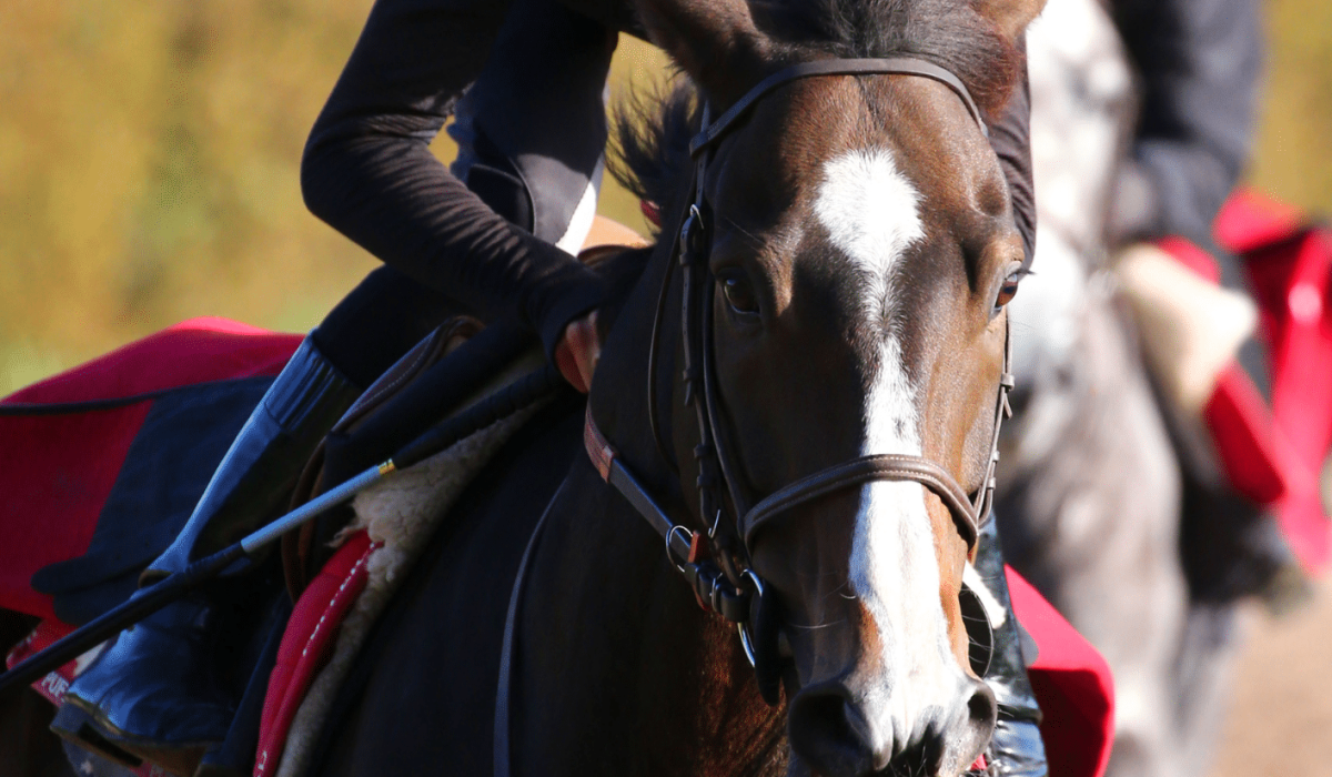 découvrez le parcours et la carrière de b marie, jockey passionné, à travers ses exploits, ses victoires et son engagement dans le monde des courses hippiques.
