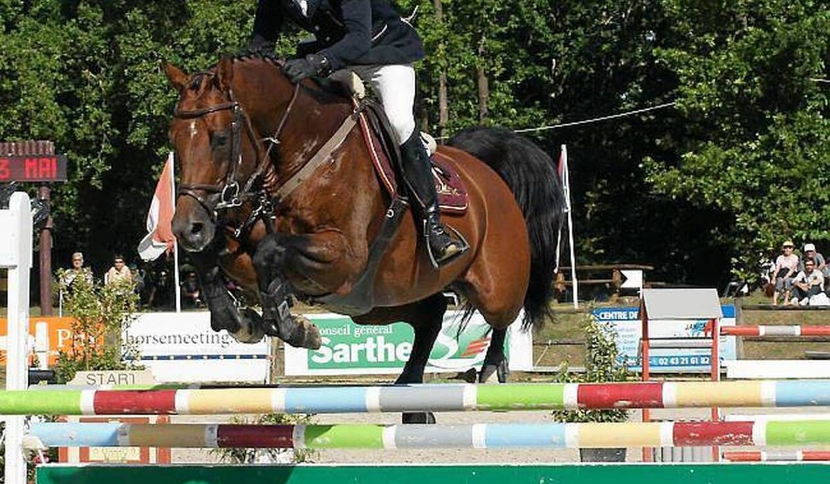 découvrez les bases essentielles pour réussir un concours de saut d'obstacles : règlement, entraînement du cheval, techniques de parcours et conseils pour bien débuter dans cette discipline équestre.