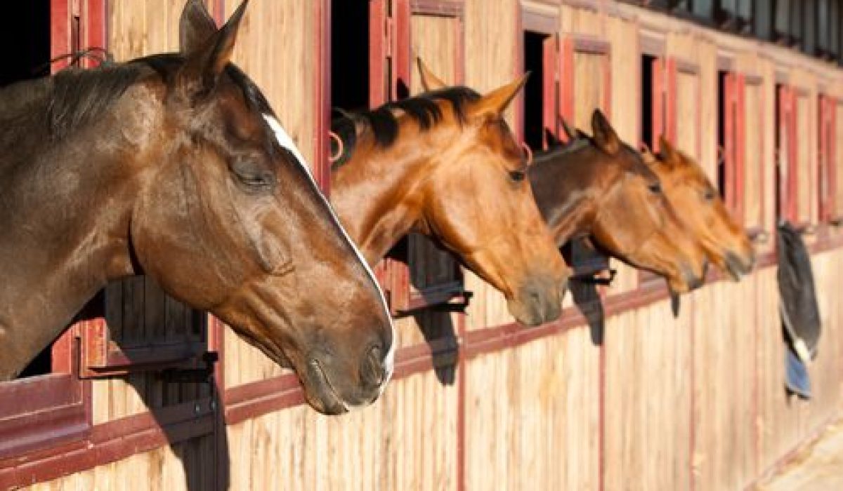 découvrez comment bien choisir la pension idéale pour votre cheval, en tenant compte de ses besoins, de l'environnement et des services proposés pour assurer son bien-être.