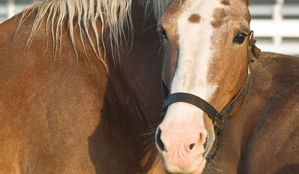 découvrez l'histoire et les utilisations du cheval breton, une race emblématique de bretagne, réputée pour sa force et sa polyvalence.