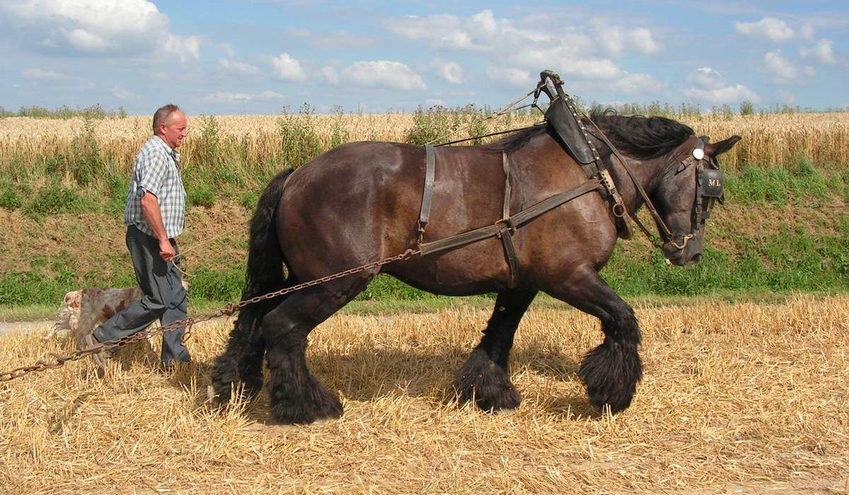 découvrez tout sur le cheval de trait : caractéristiques, races populaires, rôle dans l’agriculture et l’histoire. conseils d’élevage et d’entretien pour ces chevaux puissants et attachants.