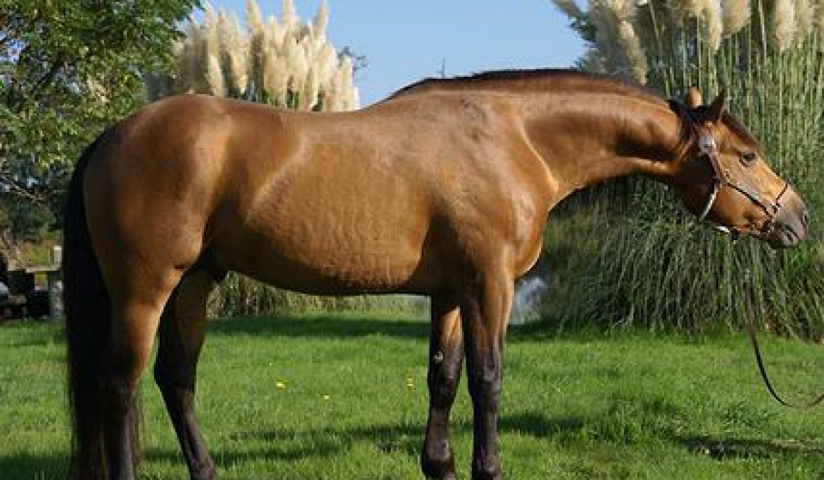 découvrez l'origine du cheval isabelle et nos conseils experts pour bien l'apprivoiser et en prendre soin au quotidien.
