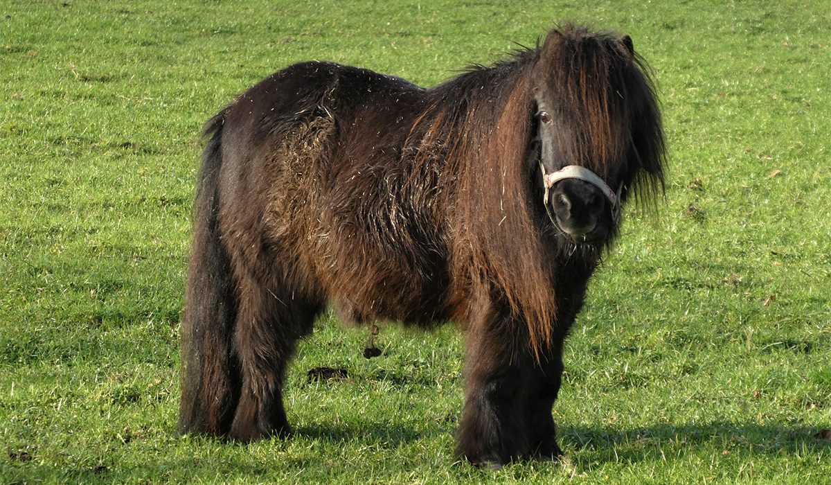 découvrez les caractéristiques uniques du cheval miniature et apprenez comment en prendre soin au quotidien pour assurer son bien-être et sa santé.