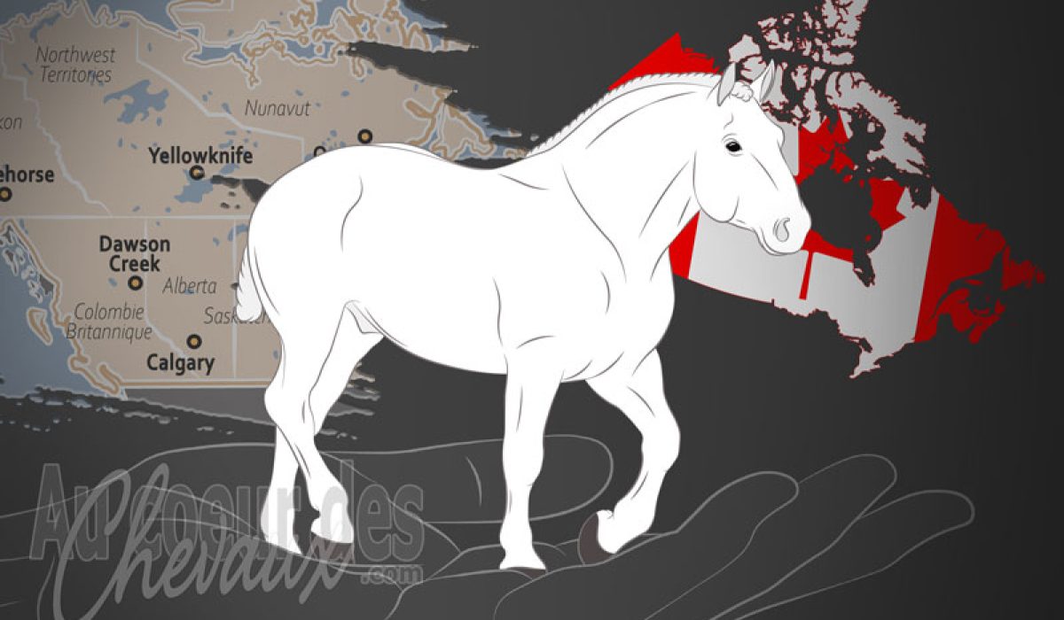 découvrez le cheval percheron, une race de trait française célèbre pour sa force, sa robustesse et sa douceur. idéal pour l’attelage et l’agriculture, le percheron séduit par son élégance et son histoire.