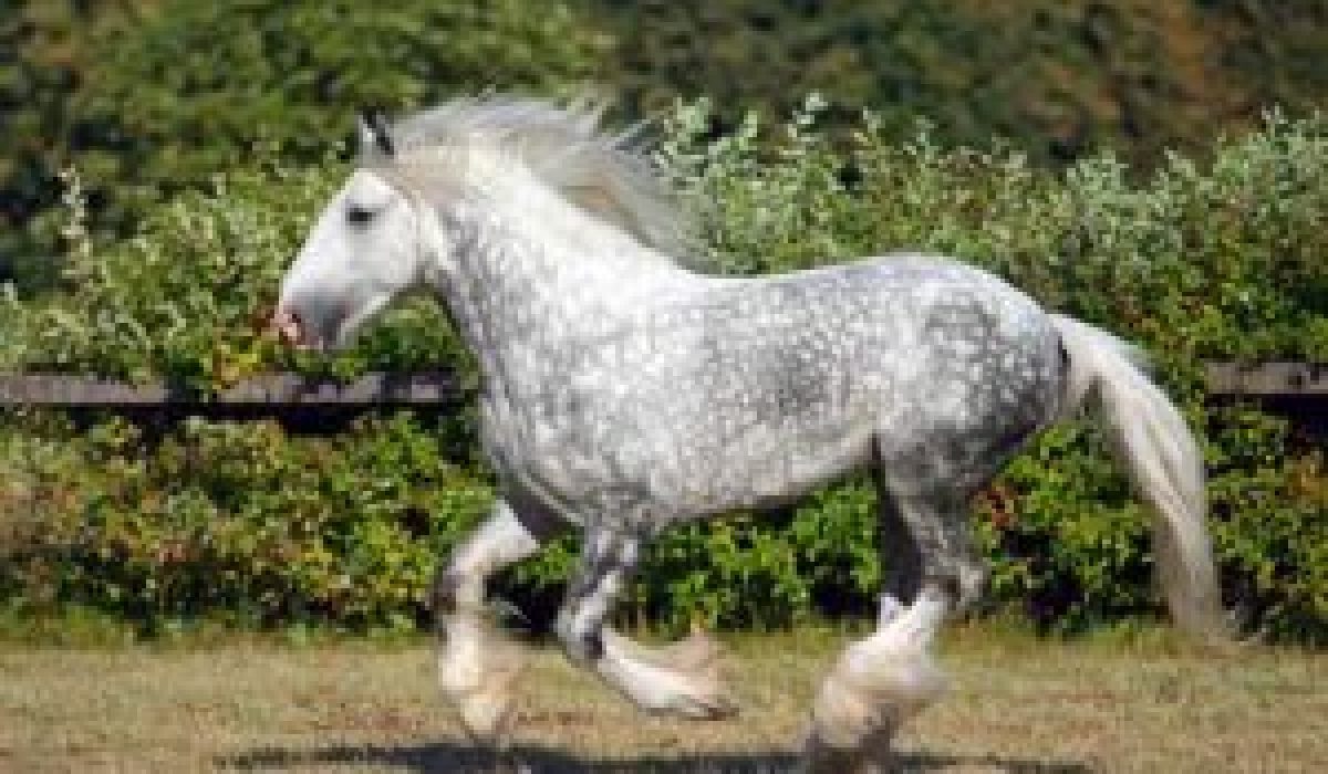découvrez l'histoire fascinante et les caractéristiques essentielles du cheval shire, une race majestueuse reconnue pour sa force et sa gentillesse.