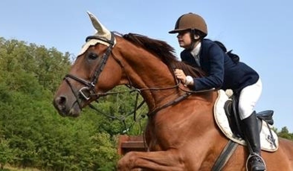découvrez comment choisir la meilleure assurance pour votre cheval afin de garantir sa santé et votre tranquillité d'esprit.