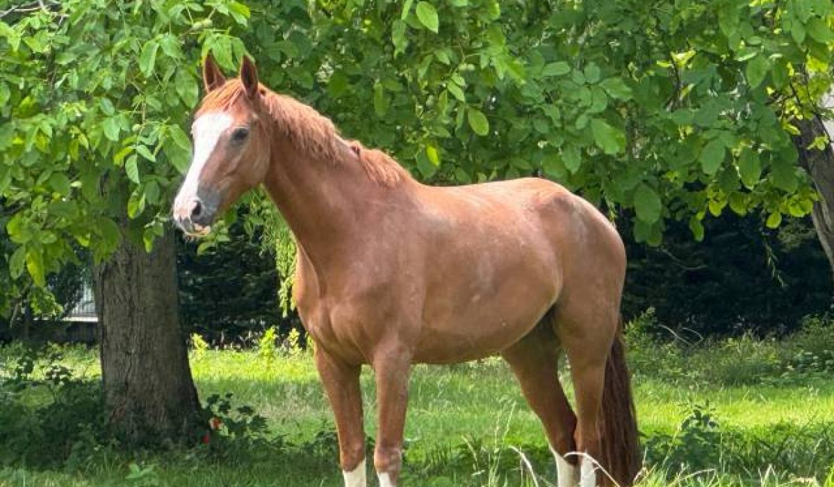 découvrez nos conseils pour bien choisir un cheval à vendre : critères essentiels, points à vérifier et astuces pour trouver le compagnon idéal, adapté à votre niveau et à vos objectifs équestres.