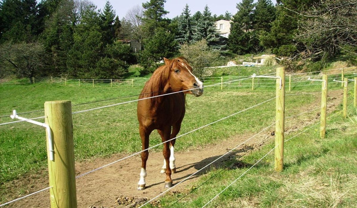 découvrez comment choisir horse stop pour sécuriser efficacement votre enclos et protéger vos chevaux avec une solution fiable et pratique.