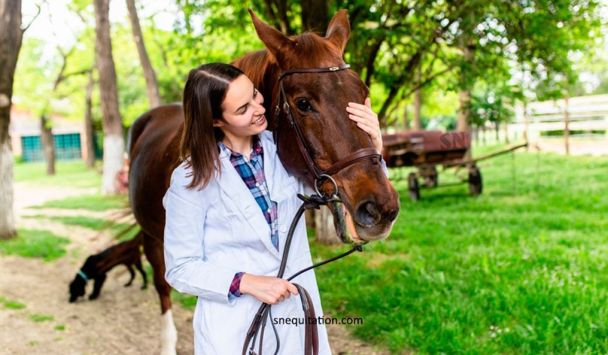 découvrez comment choisir un ostéopathe équin qualifié pour assurer le bien-être et la santé de votre cheval grâce à des soins adaptés et professionnels.