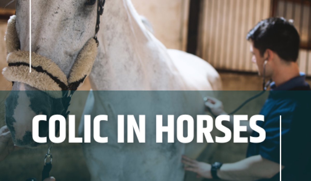 découvrez les symptômes de la colique chez le cheval, apprenez les méthodes de prévention efficaces et les actions rapides à adopter pour garantir la santé de votre équidé.