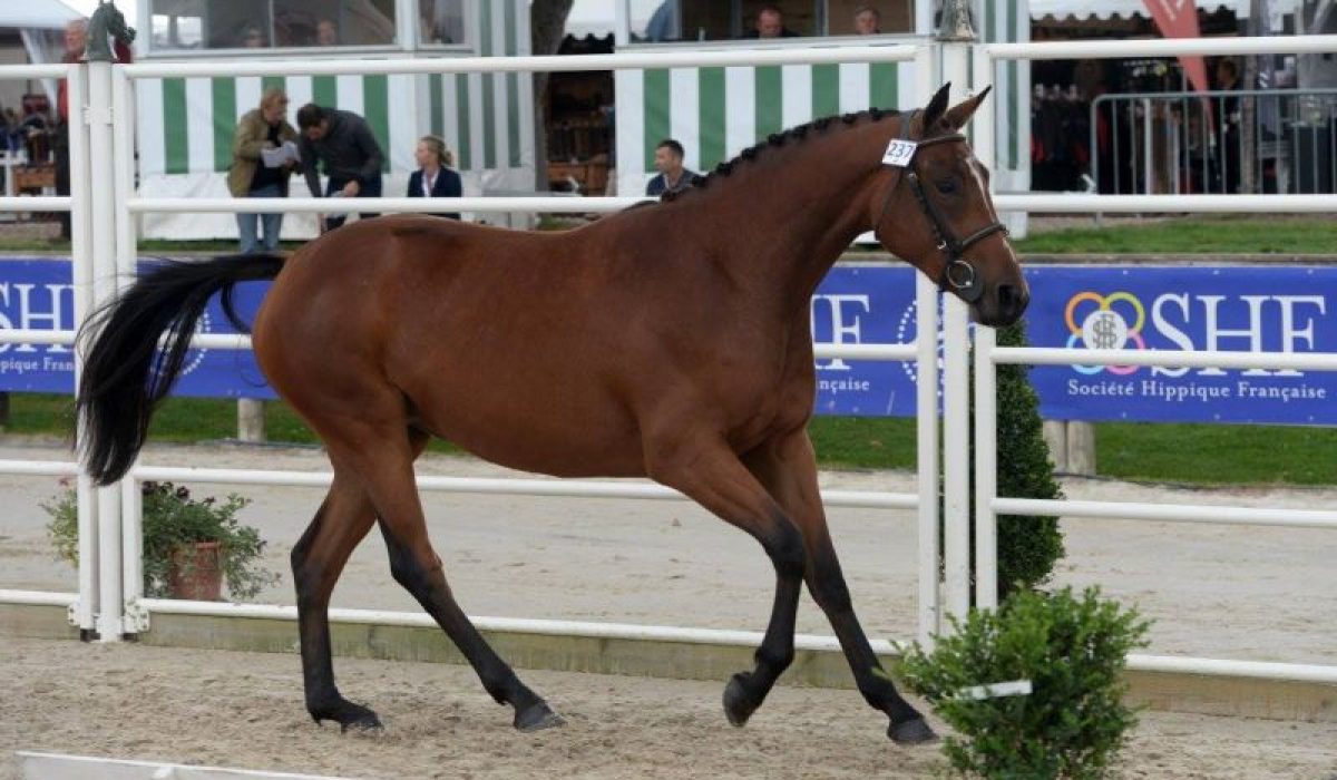 découvrez le coût réel d'un cheval en tenant compte des dépenses d'achat, d'entretien, de soins et d'équipement pour une gestion financière optimale.