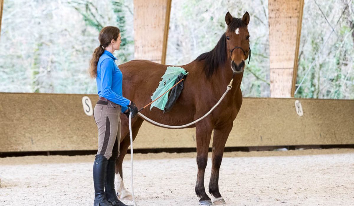 découvrez les étapes clés et les conseils essentiels pour le débourrage de votre cheval, afin d'assurer une éducation progressive et respectueuse.
