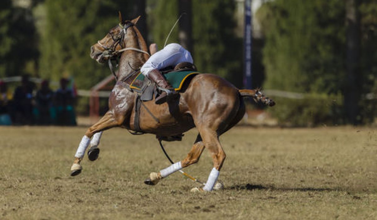 découvrez le horse ball, un sport équestre alliant adresse et stratégie. apprenez ses règles essentielles et bénéficiez d'une initiation complète pour débutants.