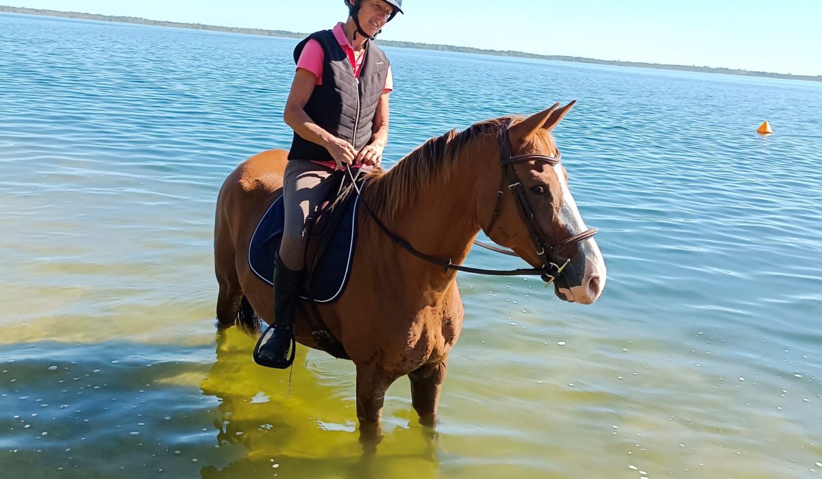 découvrez nos offres de demi-pension pour cheval, idéales pour partager des moments privilégiés avec un cheval sans les contraintes de la pleine propriété.