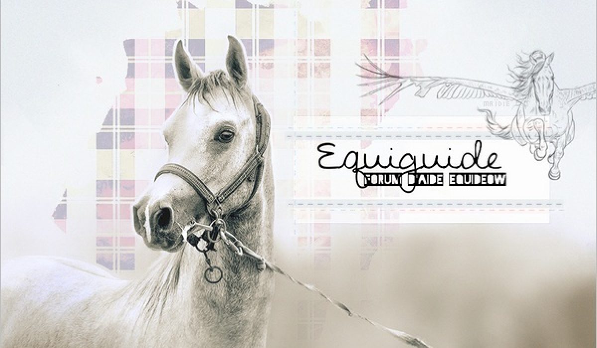 découvrez toutes les astuces et dernières nouveautés sur equideow pour améliorer votre élevage de chevaux et progresser plus rapidement dans le jeu !