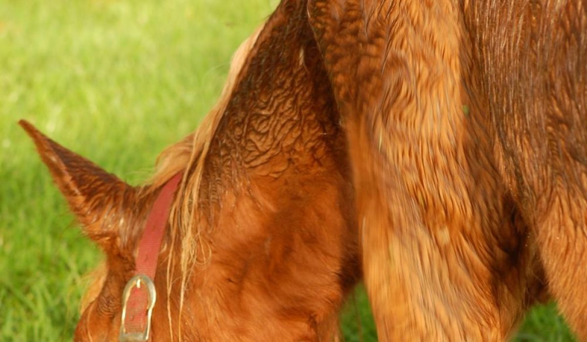 découvrez comment l'espérance de vie des chevaux a augmenté grâce à de meilleures pratiques de soins et une alimentation adaptée.