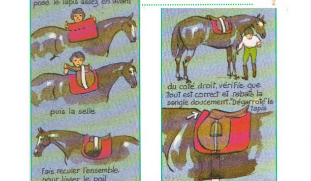 découvrez notre guide complet sur la saillie du cheval, incluant les meilleures pratiques, conseils pour la reproduction équine et tout ce qu'il faut savoir pour réussir.