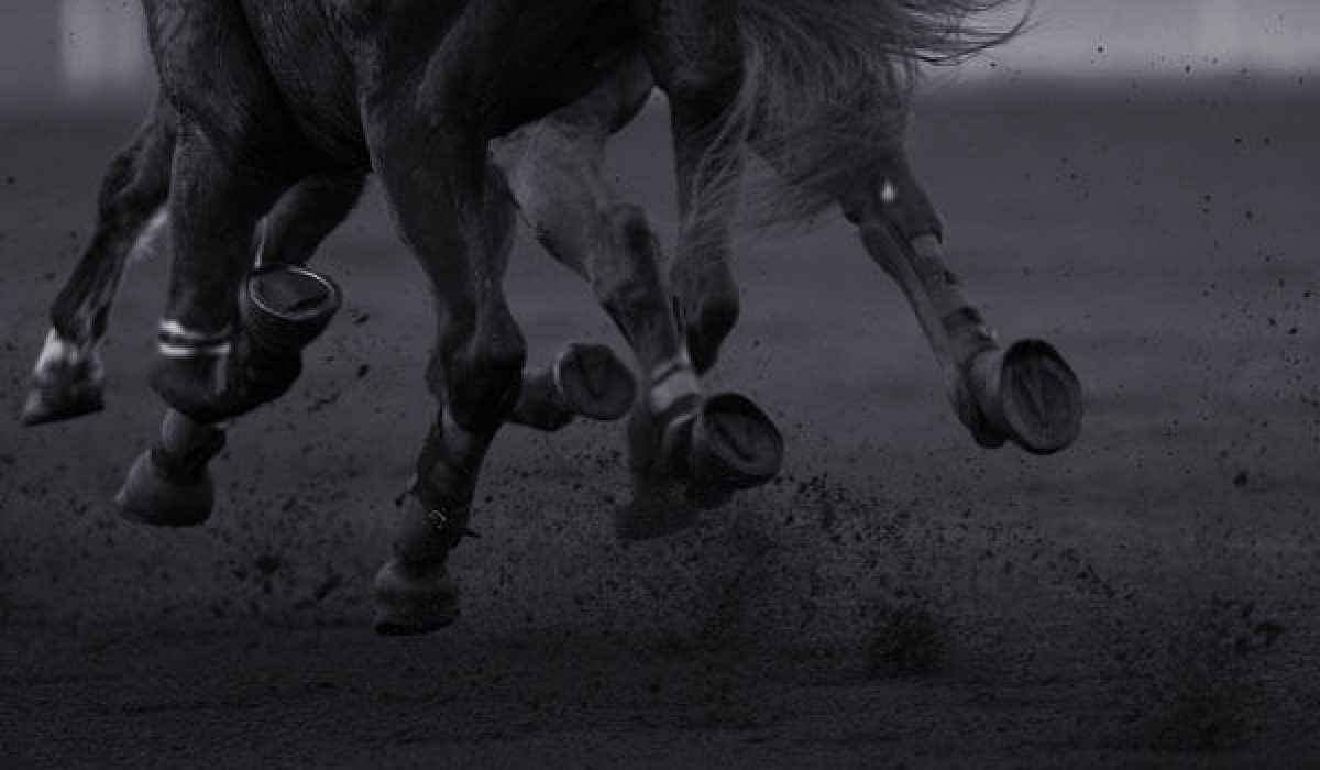 découvrez le parcours impressionnant de guillaume martin, jockey passionné, et ses plus grands succès sur les hippodromes français et internationaux.