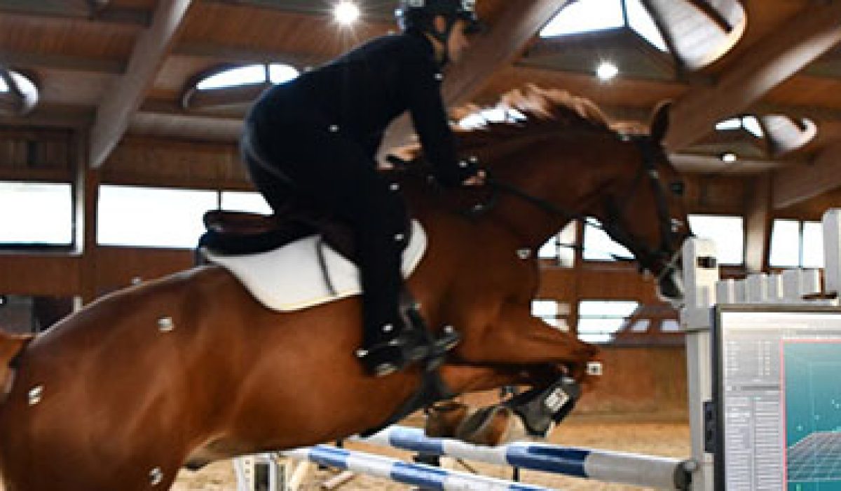 découvrez les haras nationaux et les recherches avancées pour trouver les chevaux adaptés à vos besoins. informations complètes sur l'élevage, la sélection et la vente de chevaux.