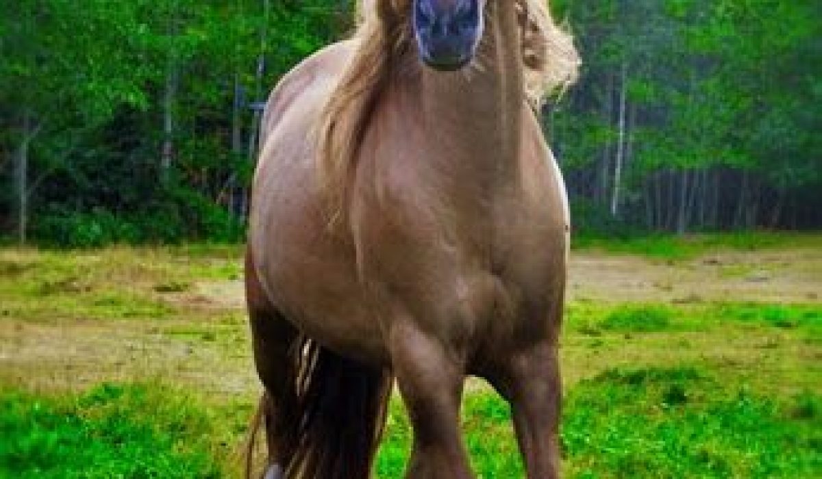 découvrez le plus beau cheval, une merveille de beauté et de grâce équestre qui émerveille tous les amateurs de nature et d'équitation.