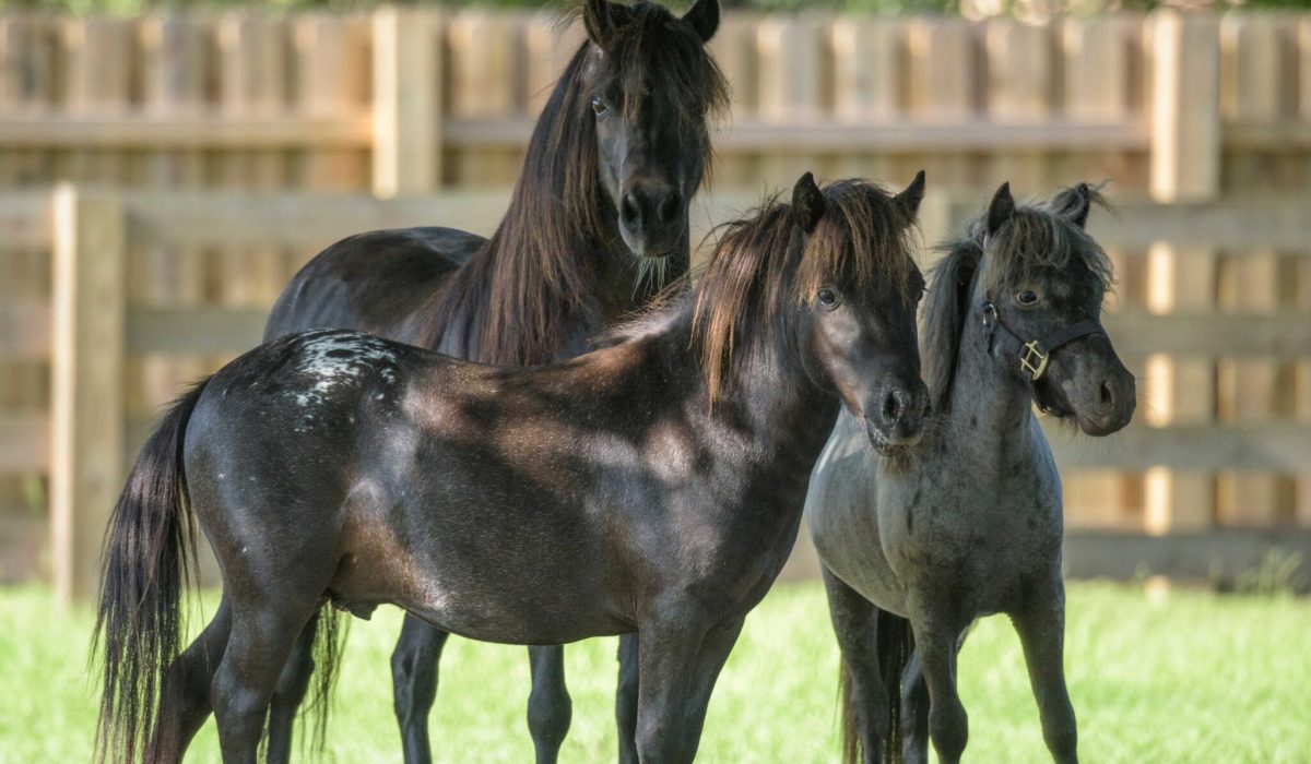 découvrez tout ce qu'il faut savoir sur les mini chevaux dans ce guide complet : soins, alimentation, dressage et conseils pratiques pour bien s'occuper de ces petits équidés.