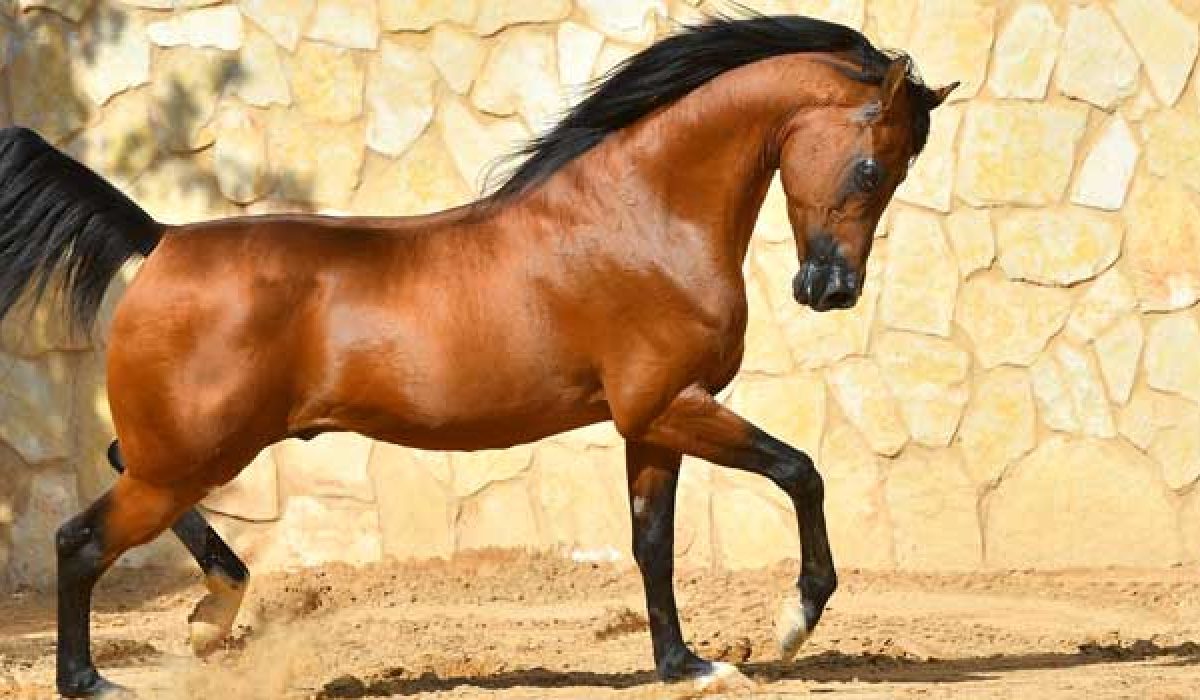 découvrez le paint horse, une race de cheval reconnue pour son pelage unique aux taches distinctives et sa polyvalence exceptionnelle.