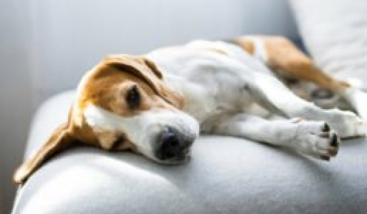 découvrez l’usage et la posologie de phosphaluvet pour chien : indications, conseils d’administration, précautions et informations essentielles pour le bien-être de votre animal.