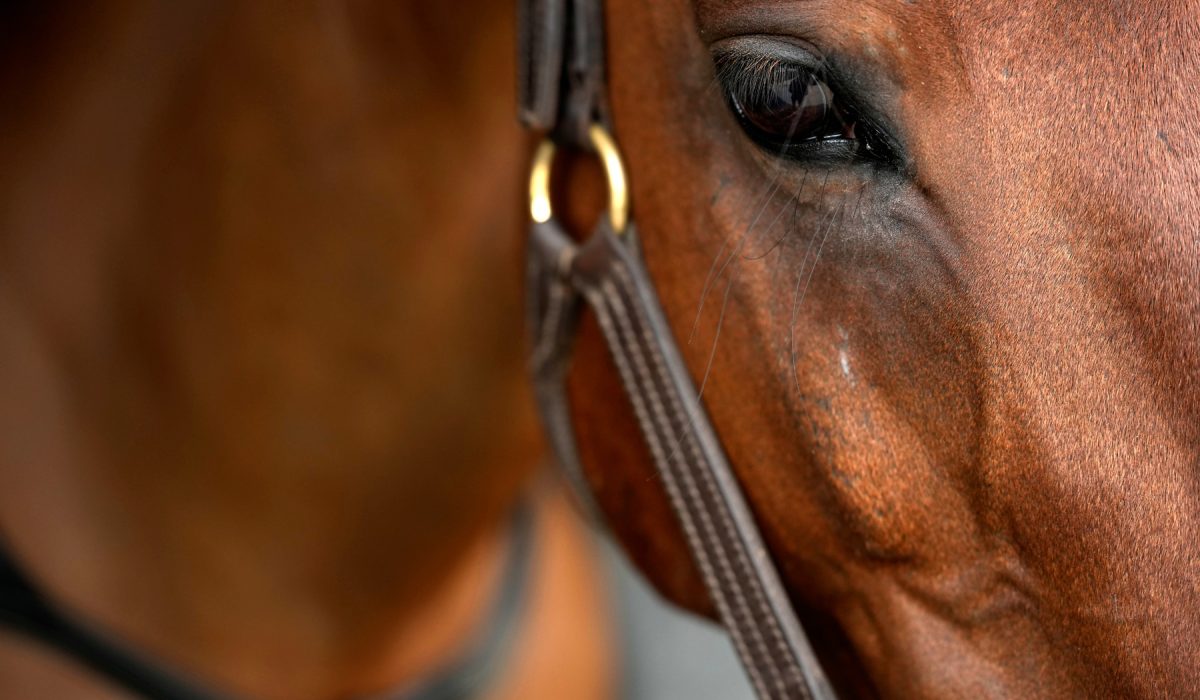 découvrez les astuces et techniques essentielles pour réussir la photographie de chevaux et capturer toute leur beauté et élégance.