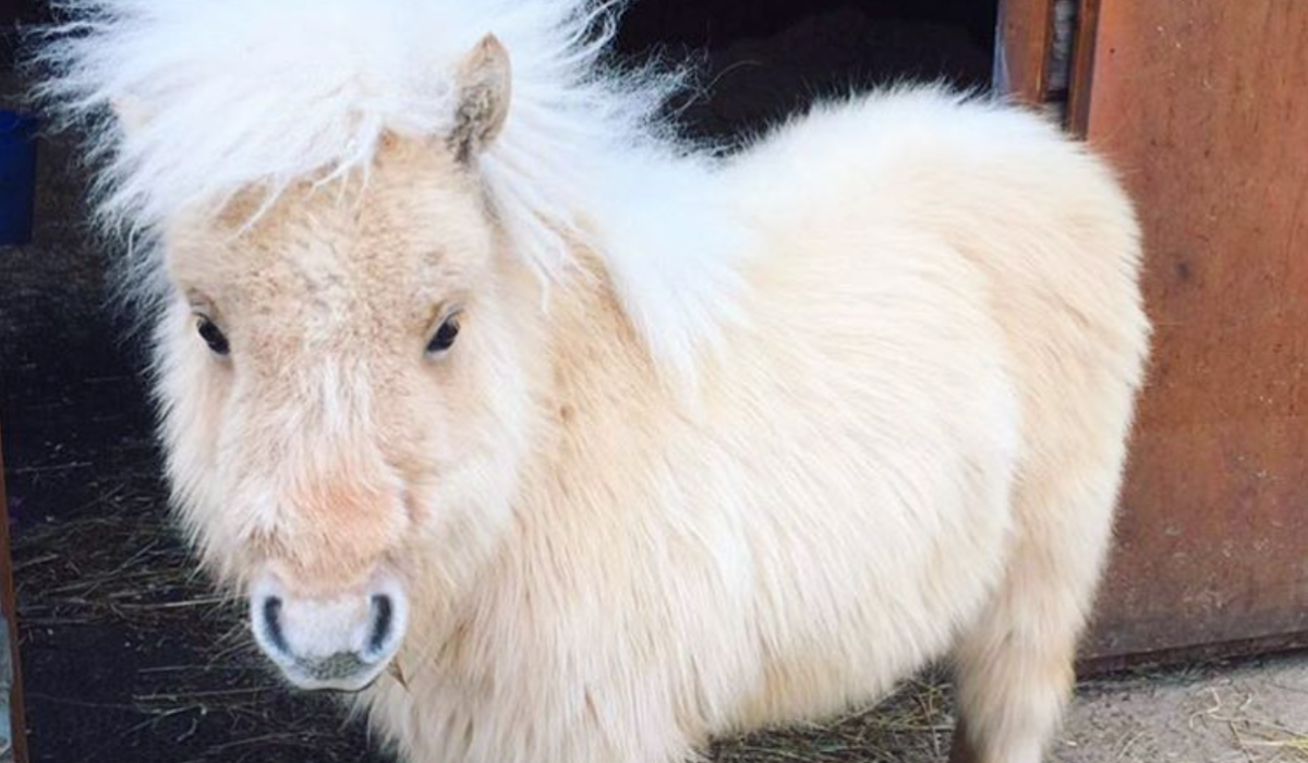 découvrez tout sur le poney shetland : ses origines, son caractère, ses besoins, et des conseils pour bien s'en occuper. idéal pour les enfants et l'apprentissage de l'équitation.