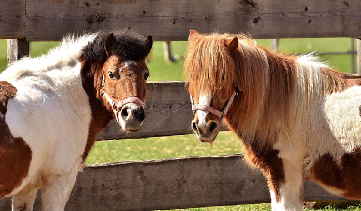 découvrez nos conseils pratiques pour bien s'occuper des poneys et explorez les différentes races adaptées à tous les cavaliers, débutants ou confirmés.