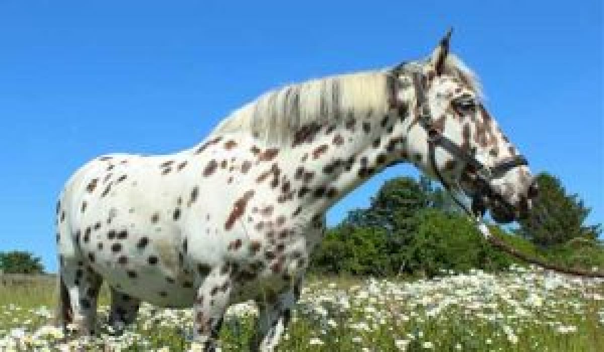 découvrez les races de chevaux populaires en france, leurs caractéristiques, et ce qui les rend uniques pour les amoureux de l'équitation et de la nature.