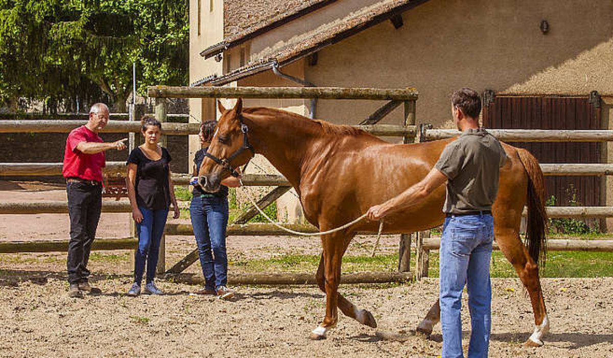 découvrez les étapes clés pour réussir la vente de votre cheval efficacement et en toute sérénité.