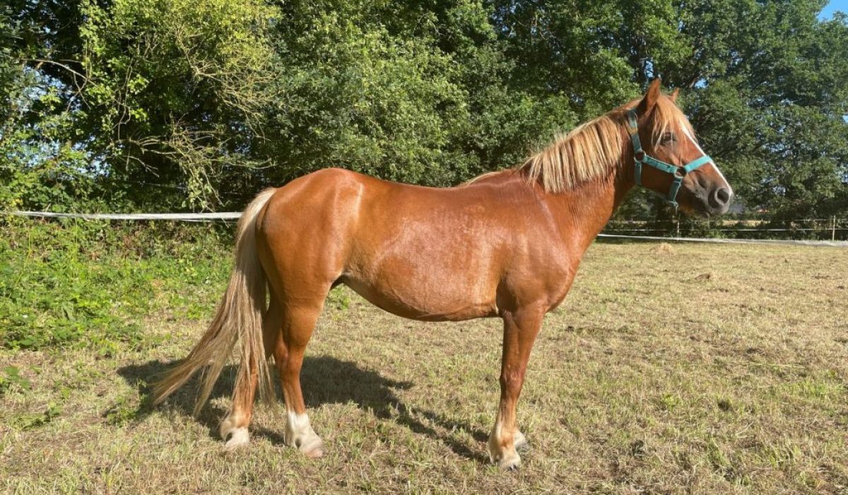 découvrez les différentes couleurs de la robe cheval et leur signification pour mieux comprendre le charme et la personnalité de chaque cheval.